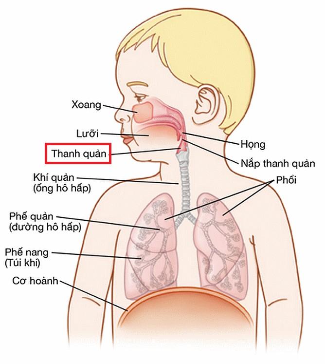 Hệ hô hấp