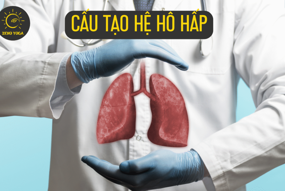 Hệ hô hấp
