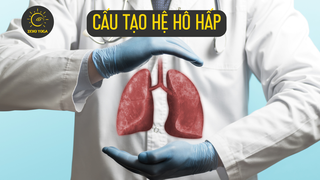 Hệ hô hấp