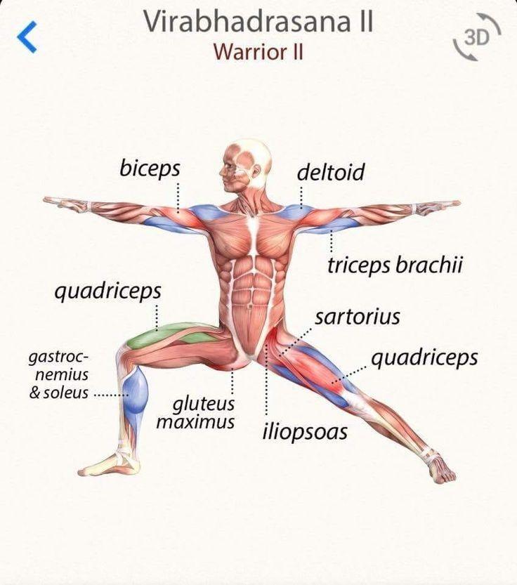 Cách tập Virabhadrasana II