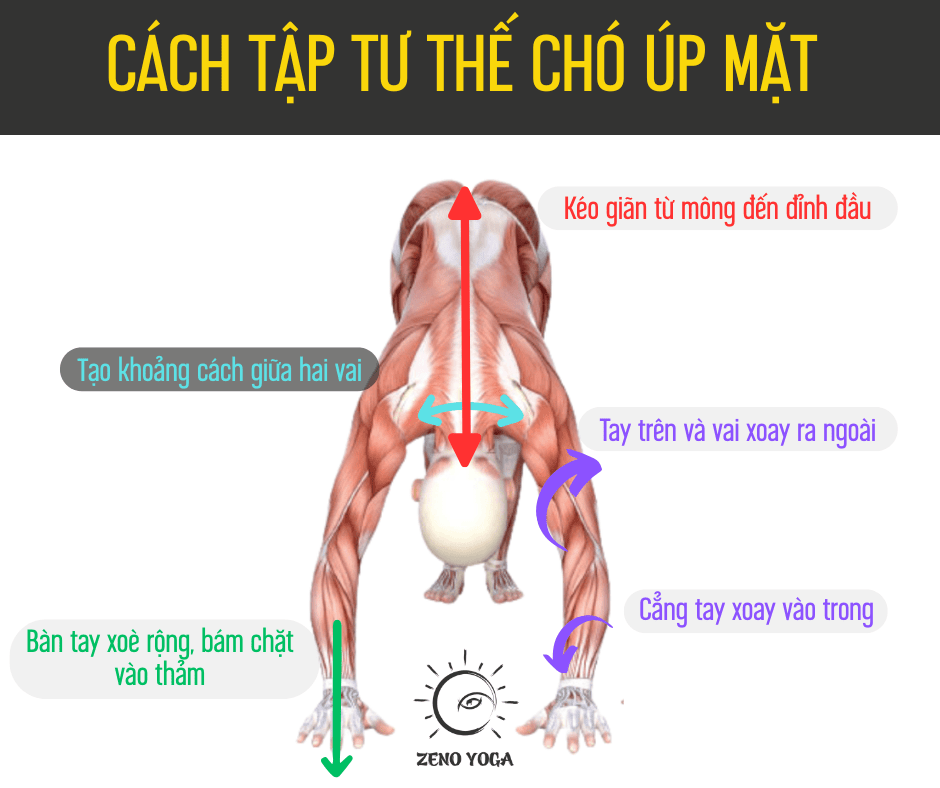 cách tập CHÓ ÚP MẶT
