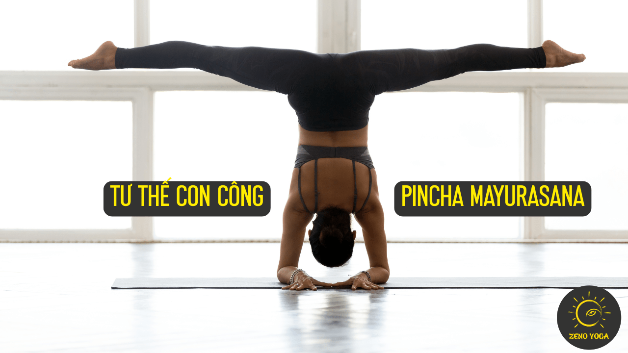 Pincha-Mayurasana