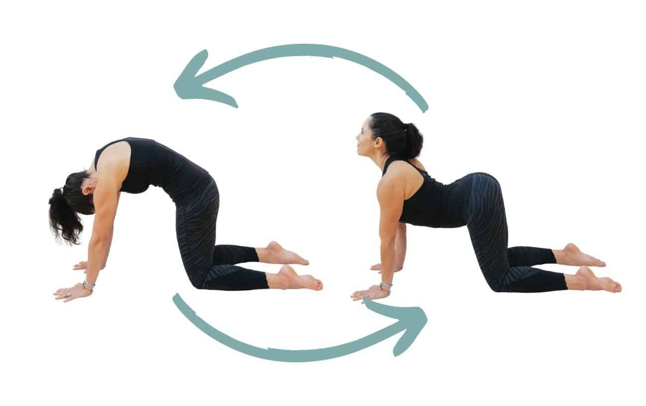 Mèo – Bò: Khởi động linh hoạt cột sống